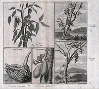 Cocoa tree (Theobroma cacao), Chinese citron or natsumikan (Citrus natsudaidai), jak fruit (Artocarpus heterophyllus), muhimbi tree (Cynometra cauliflora) and bilimbi tree (Averrhoa bilimbi), in separate plates. Line engraving after C. de Bruins, 1706.