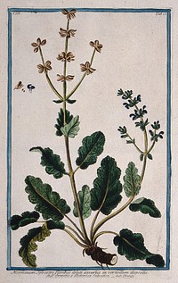 A plant (Salvia verbenaca): flowering and fruiting stems with part of rootstock and separate floral sections and seed. Coloured etching by M. Bouchard, 1775.