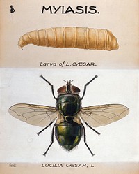 The larva and fly of a greenbottle (Lucilia caesar). Coloured drawing by A.J.E. Terzi.