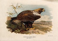 A white-shouldered eagle (Aquila adalberti). Chromolithograph by W. Greve after A. Thorburn, ca. 1885.