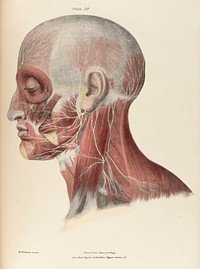 A series of anatomical plates ... illustrating the different parts of the human body / [Jones Quain].