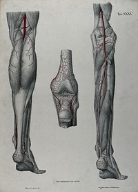 Dissections of the lower leg, knee joint and foot, back view: three figures, with the arteries and blood vessels indicated in red. Coloured lithograph by J. Roux, 1822.