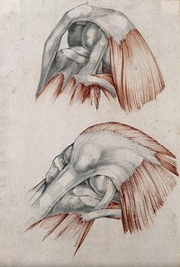 Muscles, tendons and bones of the knee-joint: two figures. Red chalk and pencil drawing by or associated with A. Durelli, ca. 1837.