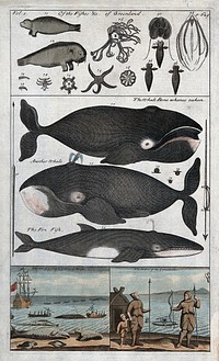 Greenland: above, indigenous fish including seals; centre, three different whales; below, whale fisher in their attire. Coloured etching.