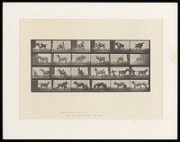 A clothed man gets off a mule and tries various ways to force the animal to move without success. Collotype after Eadweard Muybridge, 1887.