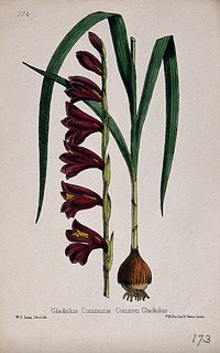 A sword lily (Gladiolus communis): entire flowering plant in two sections. Coloured lithograph by W. G. Smith, c. 1863, after himself.