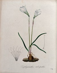 Barbados snowdrop (Zephyranthes tubispatha): flowering plant and floral segments. Coloured lithograph.