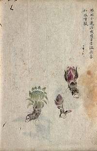 Sacred lotus (Nelumbo nucifera): three flowers, one in bud. Watercolour.