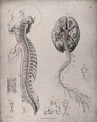 The circulatory system: dissections of the spinal column and the underside of the brain, with arteries and blood vessels indicated in red. Coloured lithograph by J. Maclise, 1841/1844.