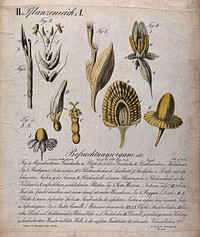 The dissected flowers of five plants: a grass, rye, wheat, vernal grass and chamomile. Chromolithograph by H.J. Ruprecht, 1877.