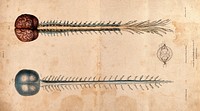 Brain and spinal cord: two figures. Coloured lithograph by William Fairland, 1839, after W. Bagg after W.J.E. Wilson.