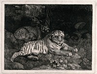 A tiger and a sleeping leopard. Soft ground etching by G. Stubbs, 1788.