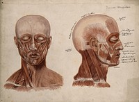 Muscles of the head and neck: two écorché figures. Watercolour by J. Mongrédien, ca. 1880.
