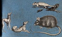 Two greyhounds, a rat and a lizard. Cut-out engraving pasted onto paper, 16--.