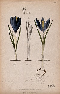 Dutch crocus (Crocus vernus): four diagrams of a whole and sectioned flowering plant. Partially coloured lithograph by W. G. Smith, c. 1863, after himself.