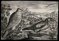 A falcon and woodpecker set in natural surroundings. Etching by A. Collaert, 17th century.