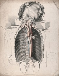 The circulatory system: dissection of the neck and thorax, with the arteries indicated in red and the veins in blue. Coloured lithograph by J. Maclise, 1841/1844.