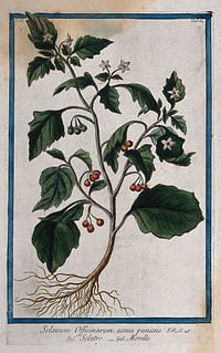 A plant (Solanum sp.): entire flowering and fruiting plant. Coloured etching by M. Bouchard, 1774.