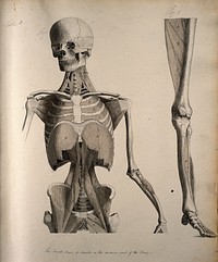 Left, muscles of the head and trunk (front view); right, muscles of the thigh and leg (front view). Coloured drawing, 18--.