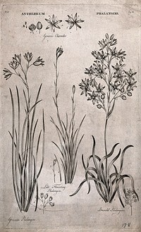 Three species of phalangine (Anthericum) plant: flowering stems with floral segments. Line engraving by J. Hill, c. 1774, after himself.