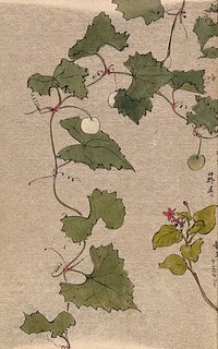 A vine with fruit and a second unidentified plant with flowers. Watercolour.