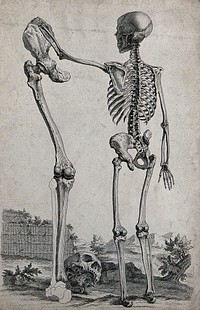 A skeleton standing in a landscape, reaching out to touch the pelvis of a standing lower limb of much greater size. Engraving by W. Cheselden, 1733.