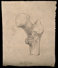A section of bone. Drawing.