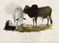 Zoological Society of London: two zebus. Coloured etching by J. Russell after H. Smith.