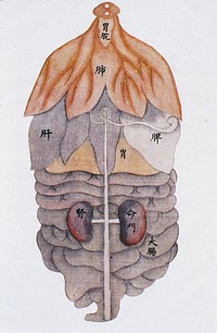 Anatomical drawing of viscera, back view, C17/18 Chinese