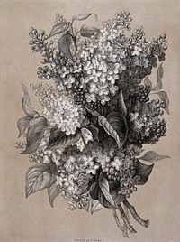 A bunch of flowering lilacs (Syringa vulgaris). Lithograph by E. Champin, c. 1850, after herself.