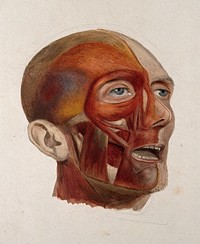 An écorché head of a man: three-quarter view, showing the right-hand side of the head dissected, and the left-hand side undissected. Watercolour by J. C. Zeller, 1833.