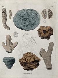 A variety of madrepores. Coloured etching by S. Springsguth.