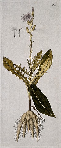 A plant (Lactuca tuberosa) related to lettuce: entire flowering plant with separate flower and seed. Coloured engraving after F. von Scheidl, 1770.