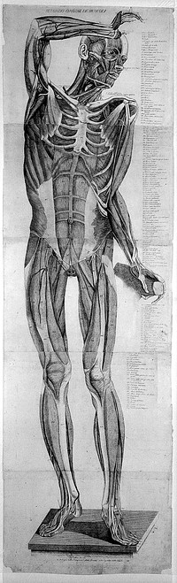 Anatomical figure: anterior view of a skeleton, with muscles modelled in wax. Etching by A. Cattani, 1781, after E. Lelli and G. Manzolini.