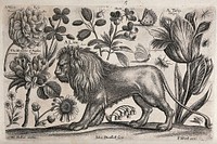 A lion surrounded by flowers and insects. Etching by J. Dunstall, 1663, after W. Hollar.