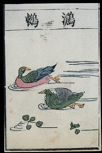 Ming herbal (painting): Xichi (a water fowl)