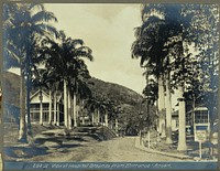 Ancon Hospital grounds, Panama: street with wooden buildings lined with palm trees. Photograph, ca. 1910.
