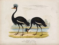Zoological Society of London: Two crowned cranes. Coloured etching by Simpkins after W. Panormo.