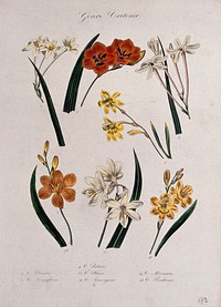 Seven flowering plants, all species of the genus Tritonia. Coloured lithograph.