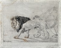 A walking lion and lioness. Etching by J F Lewis, 1824, after himself.
