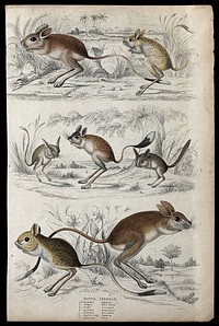 Seven different specimen of the family of Dipodidaes (jerboas). Coloured etching by J. B. Mould.