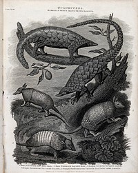 Five four-footed mammals, including manis and armadillos. Line engraving by J. Scott after S. Edwards.