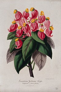 A balsam plant (Impatiens jerdoniae): flowering stem. Chromolithograph by G. Severeyns, c. 1854.