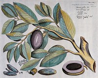 A plant (Myristica malabarica): branch with fruit, kernels, flowers and floral segments. Coloured line engraving.