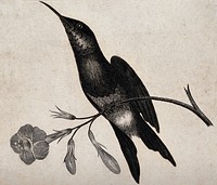 A bird with a long and pointed beak is sitting on the stem of a flower. Etching.