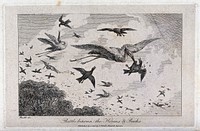 Herons in the air being mocked by and fighting back against rooks. Etching by W.S. Howitt, ca. 1800.
