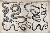 Eight snakes, including a reticulated python, a slow worm, a thirst snake, a Russell's viper and a mythical two-headed serpent. Engraving, ca. 1778.