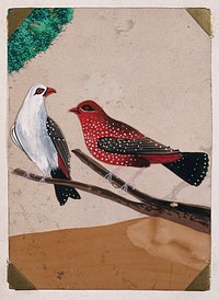 Two birds: a red, brown, white and black spotted bird and a white, grey, black and red spotted bird sitting on a branch. Gouache painting on mica by an Indian artist.