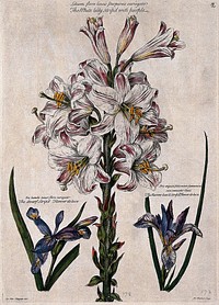 White lily striped with purple (Lilium sp.) and two irises (Iris sp.) Coloured engraving by H. Fletcher, c. 1730, after J. van Huysum.