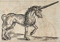 A unicorn. Woodcut after C. Gessner.